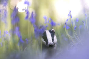 Nikon magazine - Using Plena for wildlife